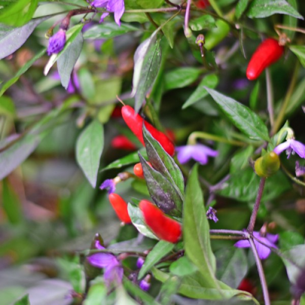 Bio_African_Birdseye_Chili_Samen_01.jpg