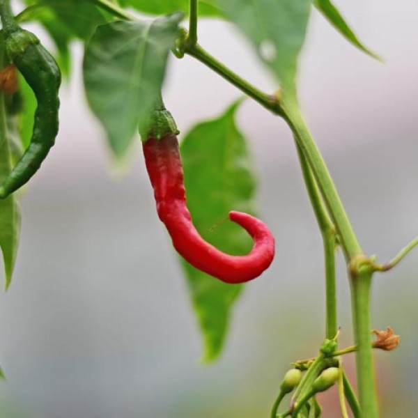 Long_Red_Cayenne_Chili_Samen_01.jpg