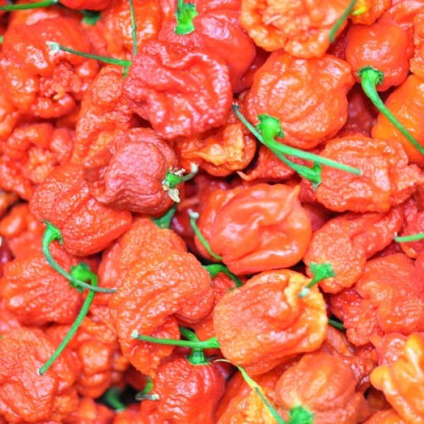 BIO Carolina Reaper rot frisch 500g