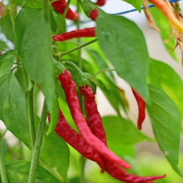 Bio Cayenne Picante/Hot Chili Samen