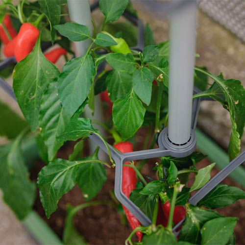 Charly Chili - für - hellgrau online auf bestellen Pflanztopf Chilipflanzen