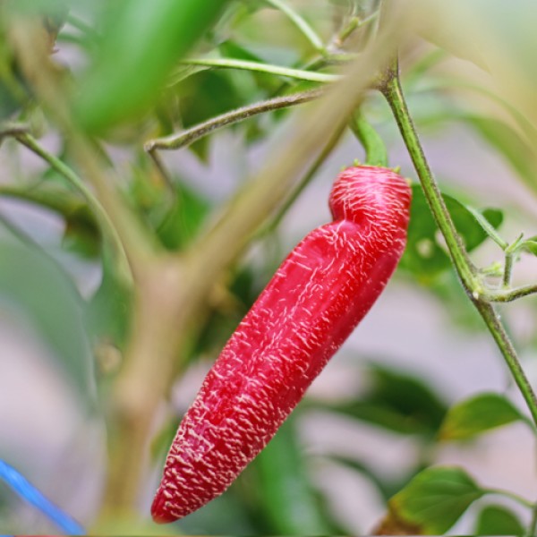 Jalapeno_Farmers_Market_Chili_Samen_01.jpg