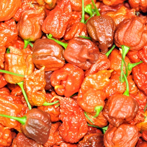 Frische BIO Carolina Reaper Chilis - Online Kaufen Bei Chili-shop24.de