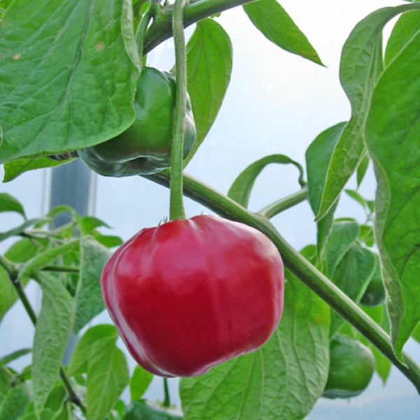 Giant_Rocoto_Chili_Samen_B_Ware_1.jpg