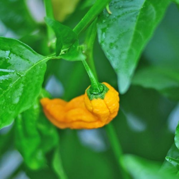 7_Pot_Barrackpore_Chili_yellow_Samen_01.jpg