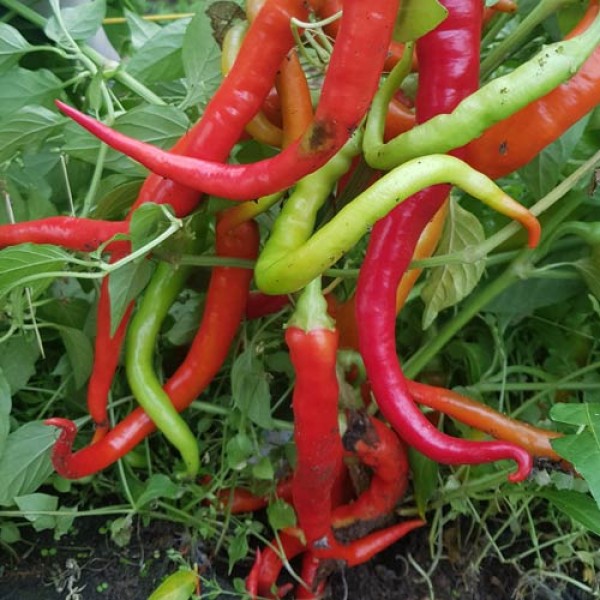 Guindilla Amarillo Chili Samen