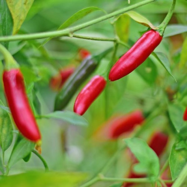 Serrano Chili Samen