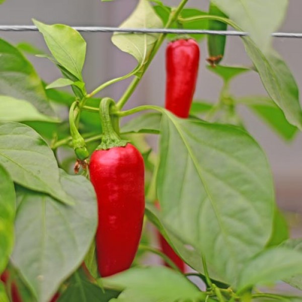 Bio Jalapeno Early Chili Samen