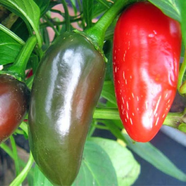 BIO Jalapeno Joloba Chili Samen