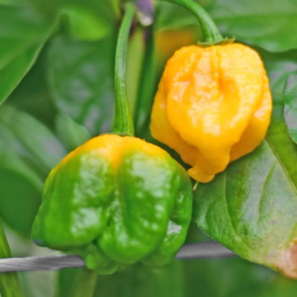 Bio_Carolina_Reaper_Yellow_Chili_Samen_01.jpg